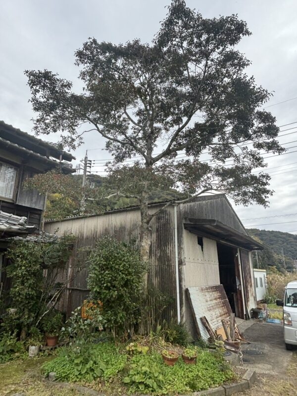 四万十市、K様の庭木の元切伐採依頼 - 最新情報｜濱田電工